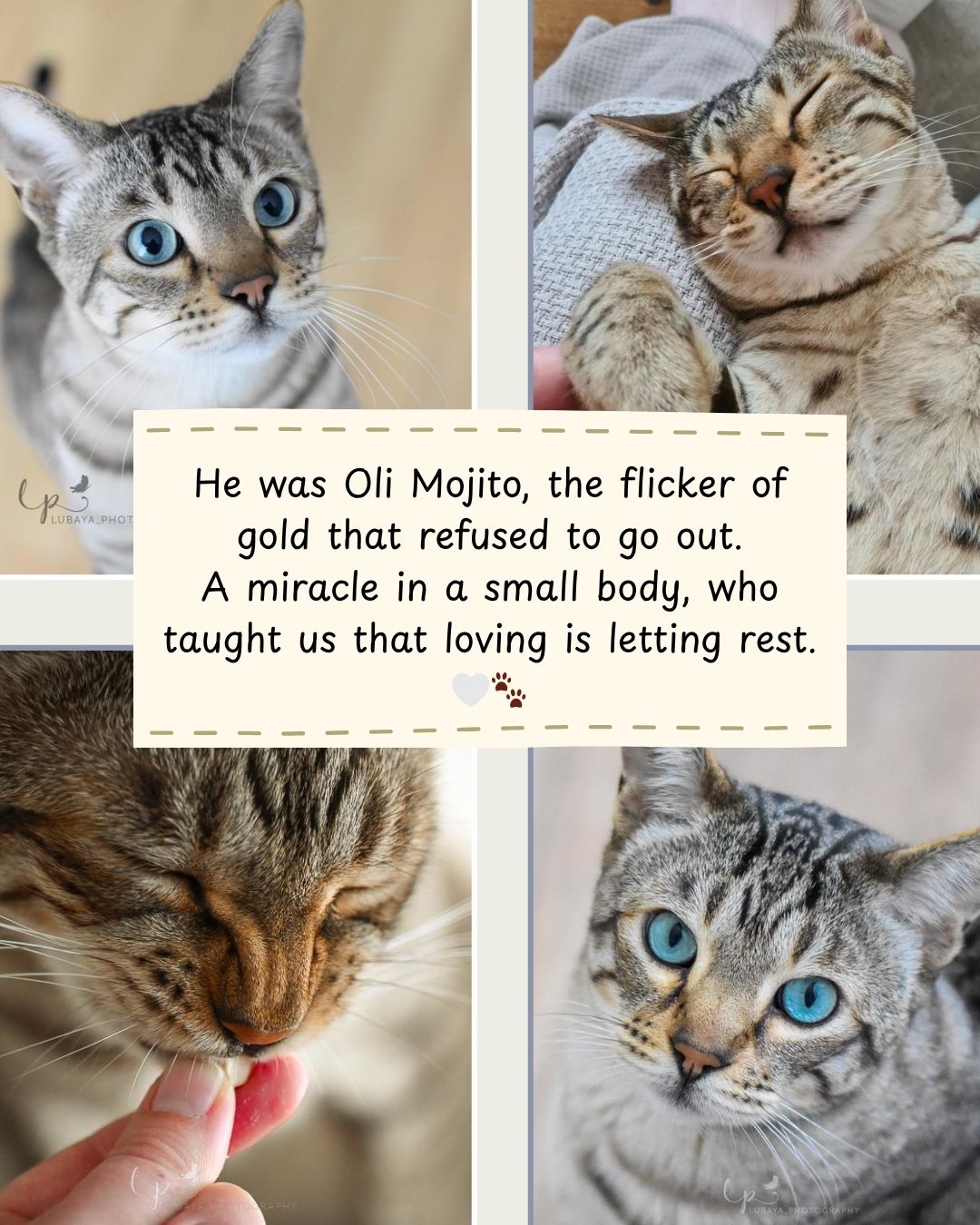 Custom Vintage Cat Tribute (Digital Delivery)